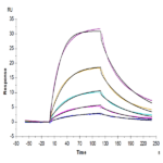 Cynomolgus IFN alpha/beta R2 Protein BP003594 Syd Labs