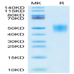 Cynomolgus IFN alpha/beta R2 Protein (IFN-CM1R2)