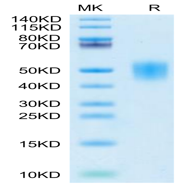 Cynomolgus IFN alpha/beta R2 Protein (IFN-CM1R2)