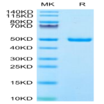 Human IFN alpha 1 Protein (IFN-HM2A1)