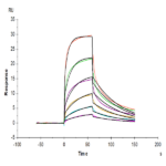 Human IFN alpha/beta R1 Protein BP005558 Syd Labs