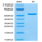 Mouse IFN alpha 1 Protein (IFN-MM2A1)