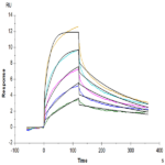 Mouse IFN alpha/beta R1 Protein BP004485 Syd Labs
