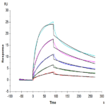 Mouse IFN alpha/beta R1 Protein BP004459 Syd Labs