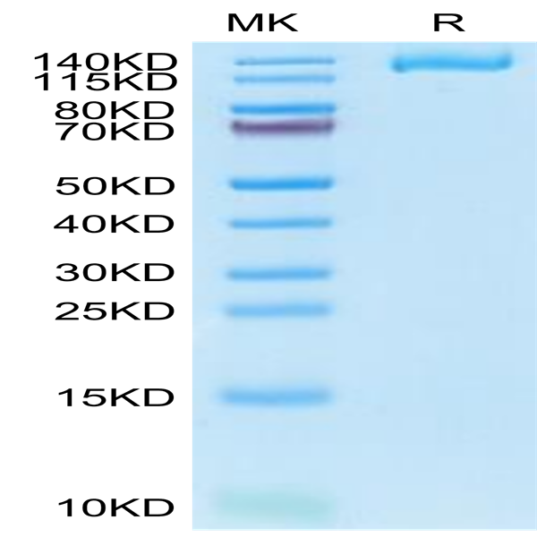 Human IGF2R Domain 1-7 Protein (IGF-HM1RE)