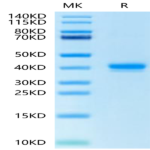 Human IGFI Protein (IGF-HM201)