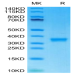 Mouse IgG2C Protein (IGG-MM02C)