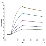 Cynomolgus IL-10 Protein BP003632 Syd Labs