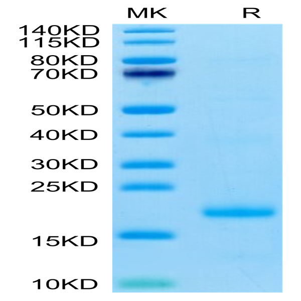 Cynomolgus IL-10 Protein (IL1-CM110)