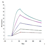 Cynomolgus IL-11 Protein BP003671 Syd Labs