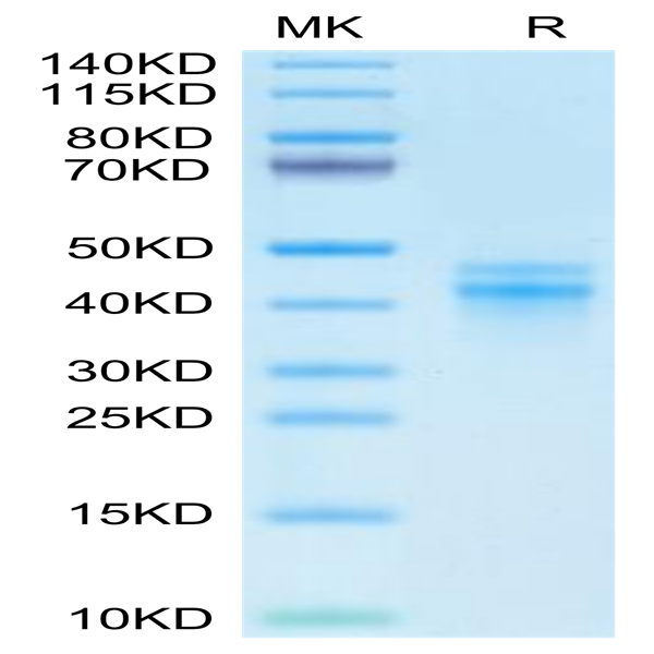 Cynomolgus IL-12 Protein (IL1-CM112)