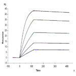 Human IL-1 Beta/IL-1F2 Protein BP005246 Syd Labs