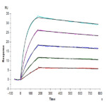 Human IL-10 Protein BP005125 Syd Labs