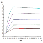 Human IL-10 Protein BP005589 Syd Labs