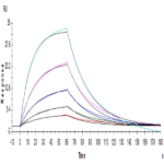 Human IL-13 Protein BP005417 Syd Labs