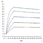Human IL-10 R alpha Protein BP004615 Syd Labs