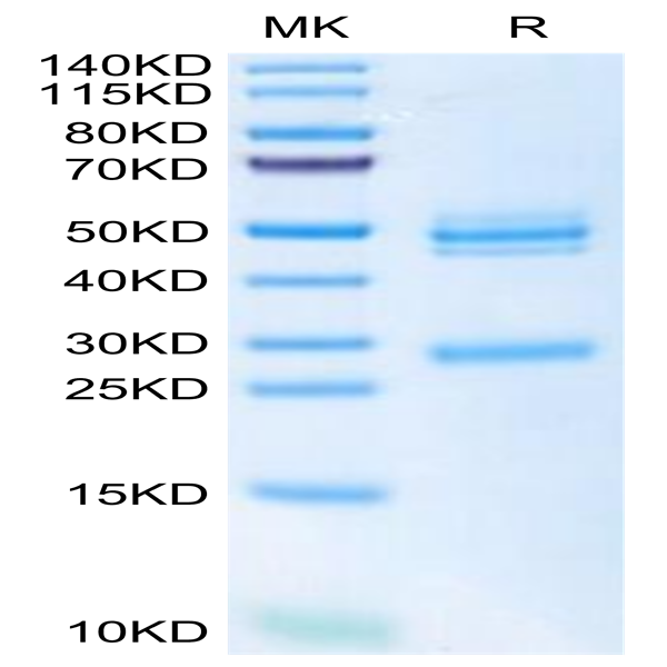 Mouse IL-12 Protein (IL1-MM112)