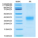 Cynomolgus IL-22 Protein (IL2-CM122)