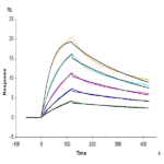 Cynomolgus IL-23 alpha&Mouse IL-12 beta Protein BP005089 Syd Labs