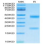 Cynomolgus IL-23 alpha&Mouse IL-12 beta Protein (IL2-CM1AB)