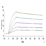 Human IL-25/IL-17E Protein BP004766 Syd Labs