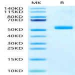 Human IL-23 P19/IL-23A Protein BP003305 Syd Labs