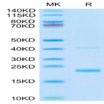 Biotinylated Mouse IL-21 Protein BP004243 Syd Labs