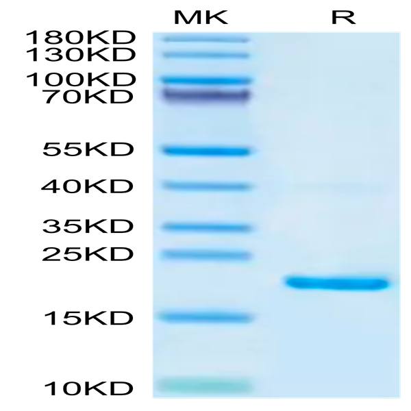 Biotinylated Mouse IL-22 Protein (IL2-ME422B)
