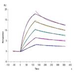 Mouse IL-23 alpha&IL-12 beta Protein BP005180 Syd Labs