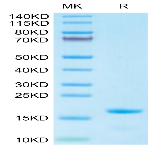 Cynomolgus IL-3 Protein (IL3-CE101)