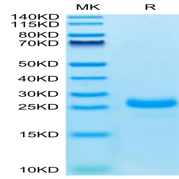 Cynomolgus IL-33 Protein (IL3-CM133)