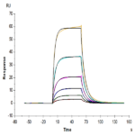 Cynomolgus IL-3 R alpha/CD123 Protein BP005062 Syd Labs