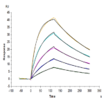 Cynomolgus IL-4 Protein BP003732 Syd Labs