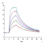 Human IL-15 Protein BP005644 Syd Labs