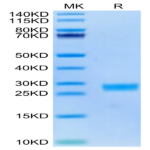 Cynomolgus IL-6 Protein (IL6-CM001)