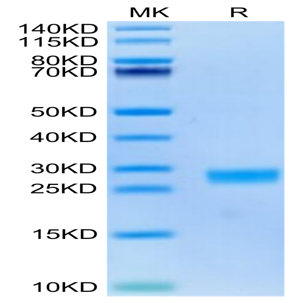 Cynomolgus IL-6 Protein (IL6-CM001)
