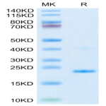 Mouse IL-17B Protein BP004492 Syd Labs