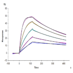 Cynomolgus IL-18 R1/CD218a Protein BP003674 Syd Labs
