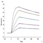Human IL-18BP Protein BP005004 Syd Labs