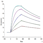 Biotinylated Human IL-18BP Protein BP005065 Syd Labs