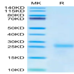 Cynomolgus IL-9 Protein BP003523 Syd Labs