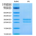 Cynomolgus IL-17A/CTLA-8 Protein (ILA-CM417)
