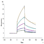 Human IL-17C Protein BP005500 Syd Labs