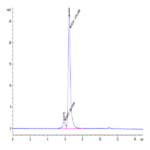 Human ILDR2 Protein BP005002 Syd Labs