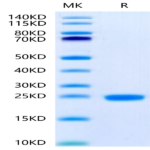 Human IL-1F10/IL-38 Protein (ILF-HE138)