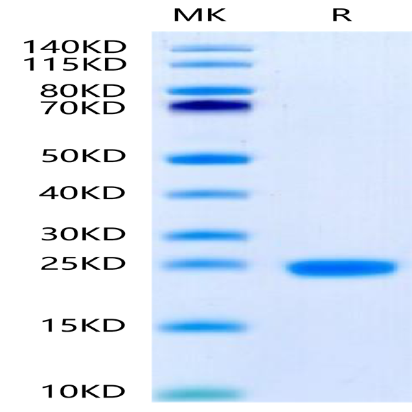 Human IL-1F10/IL-38 Protein (ILF-HE138)