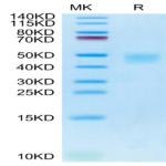 Cynomolgus IL-21R Protein (ILR-CM121)