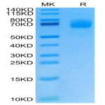 Cynomolgus IL-23R Protein (ILR-CM123)
