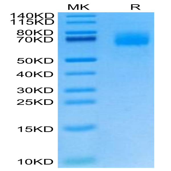 Cynomolgus IL-23R Protein (ILR-CM123)