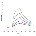Cynomolgus IL-13Ra1 Protein BP003967 Syd Labs